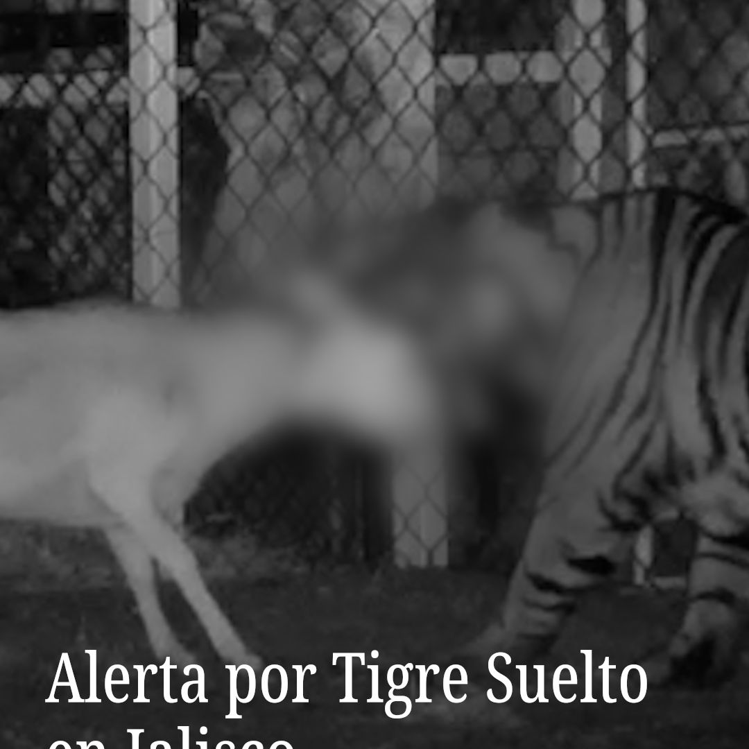 Alerta por Tigre Suelto en Jalisco